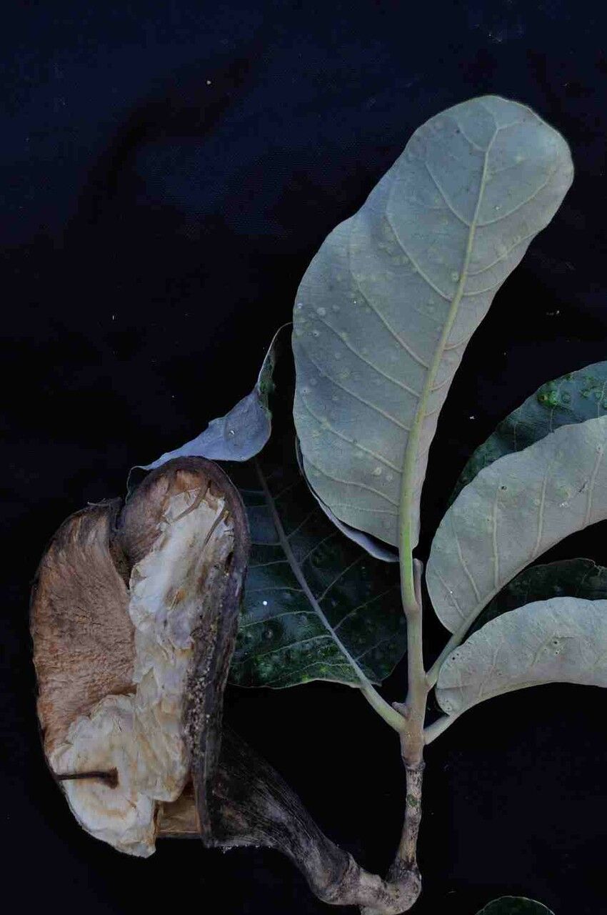 Aspidosperma macrocarpon — search result for 'Peru to Bolivia'