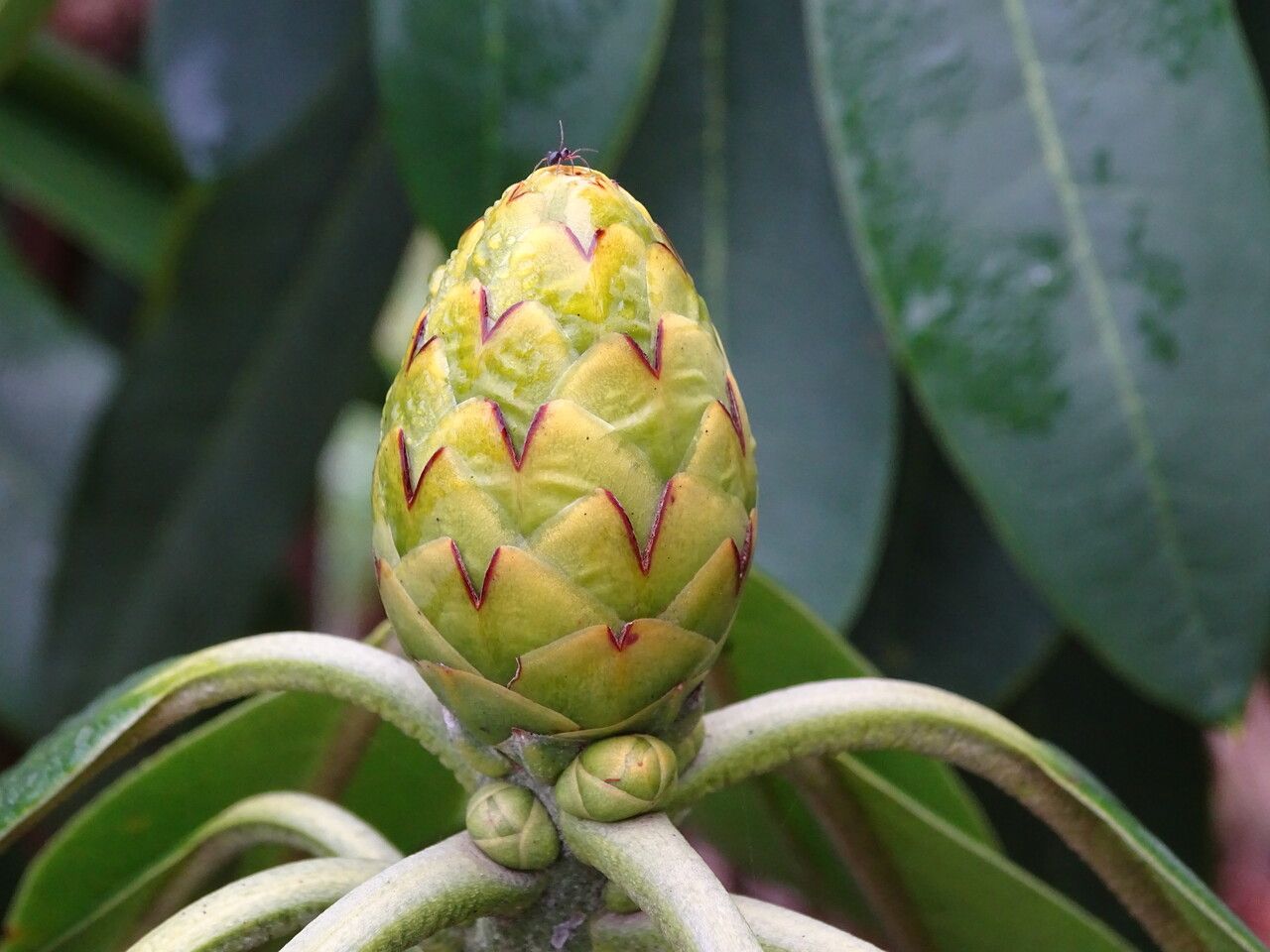 Rhododendron sutchuenense flower