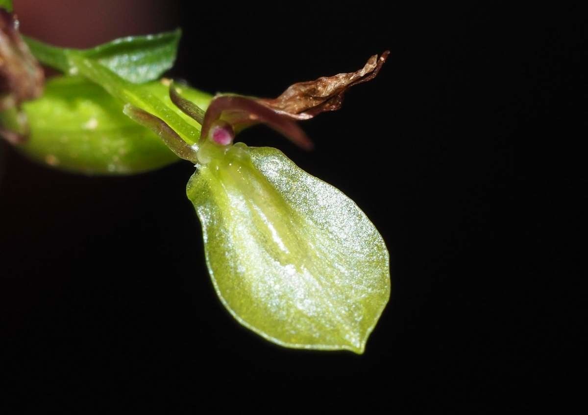Acianthus aegeridantennatus fruit