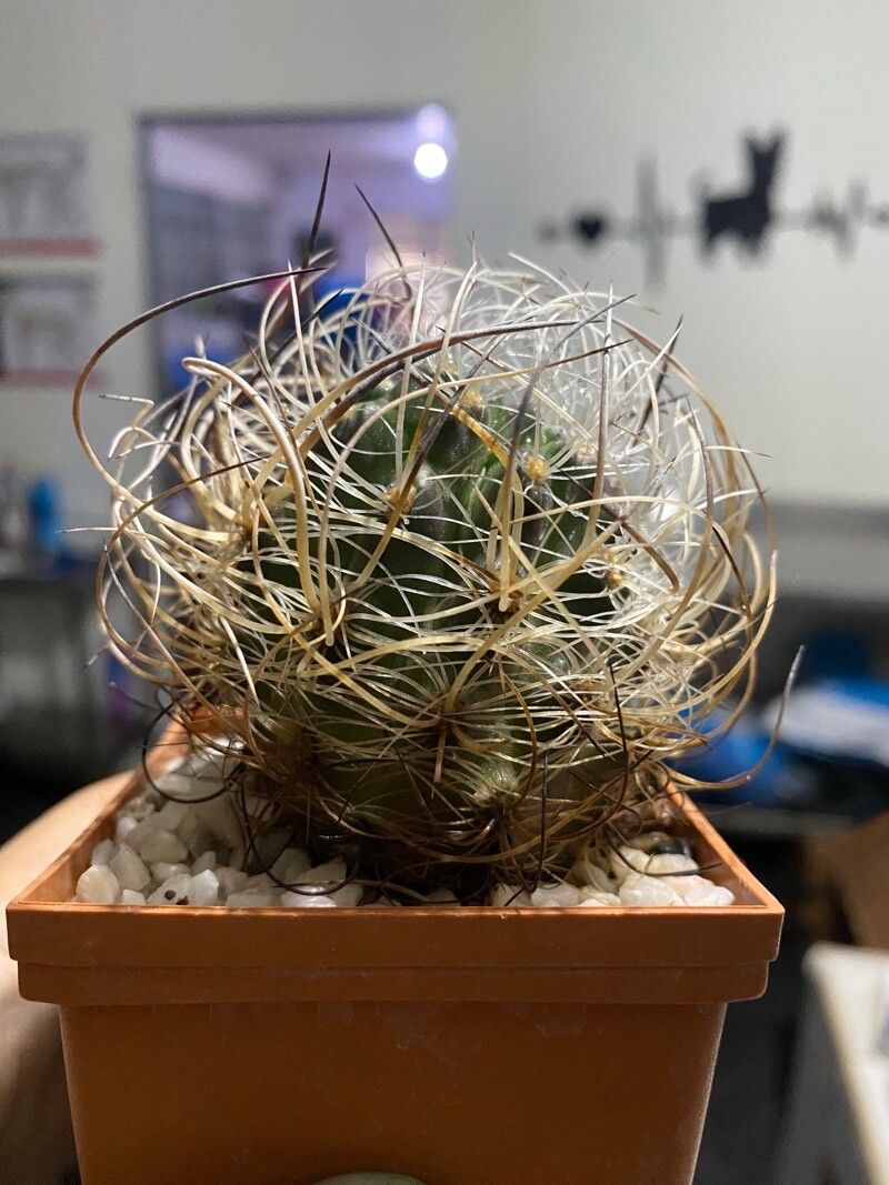 Eriosyce eriosyzoides leaf