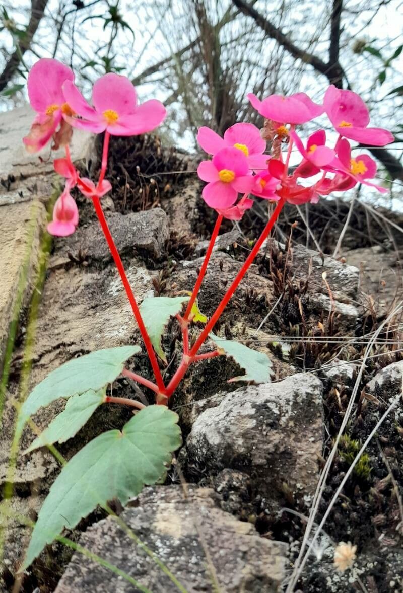Begonia micranthera habit