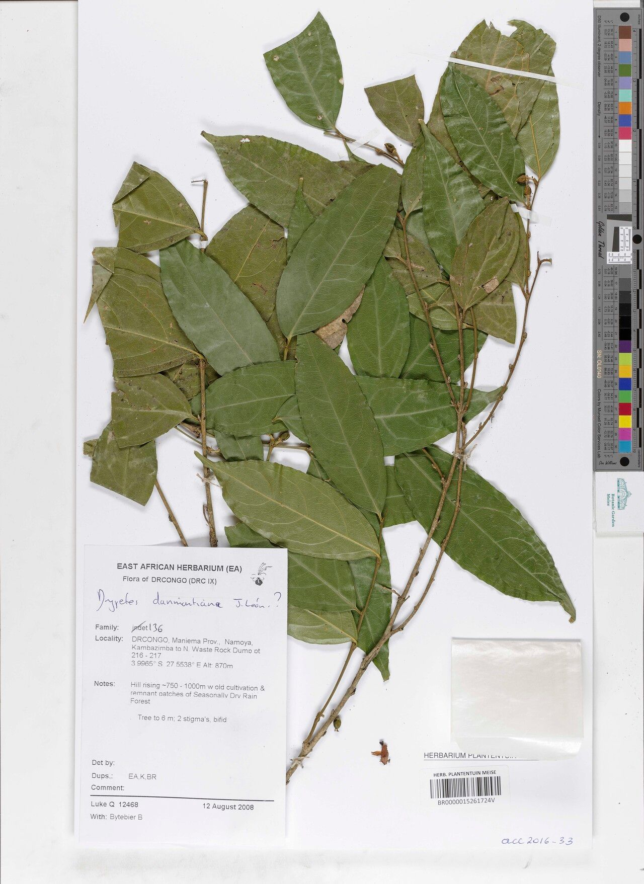 Drypetes darimontiana — houseplant care guide