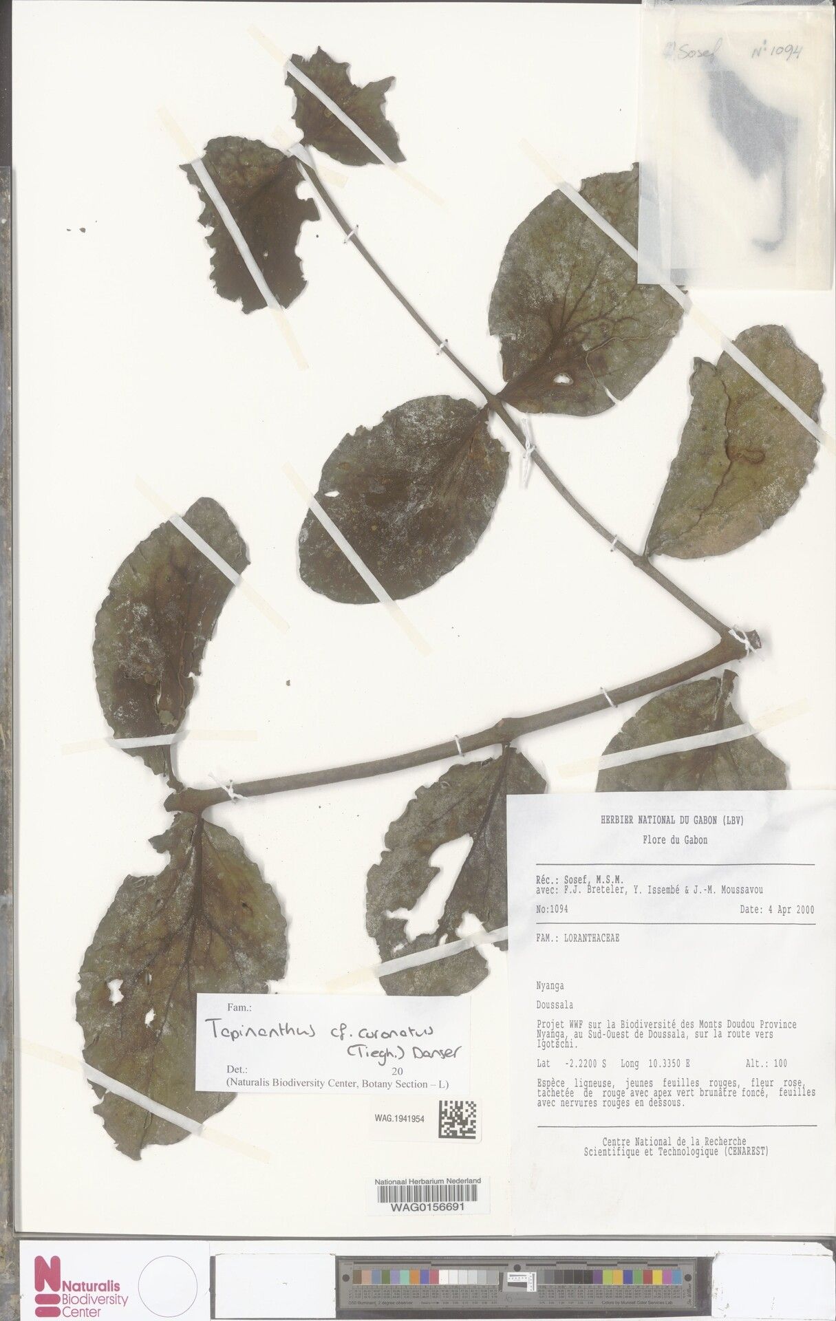 Tapinanthus coronatus — houseplant care guide