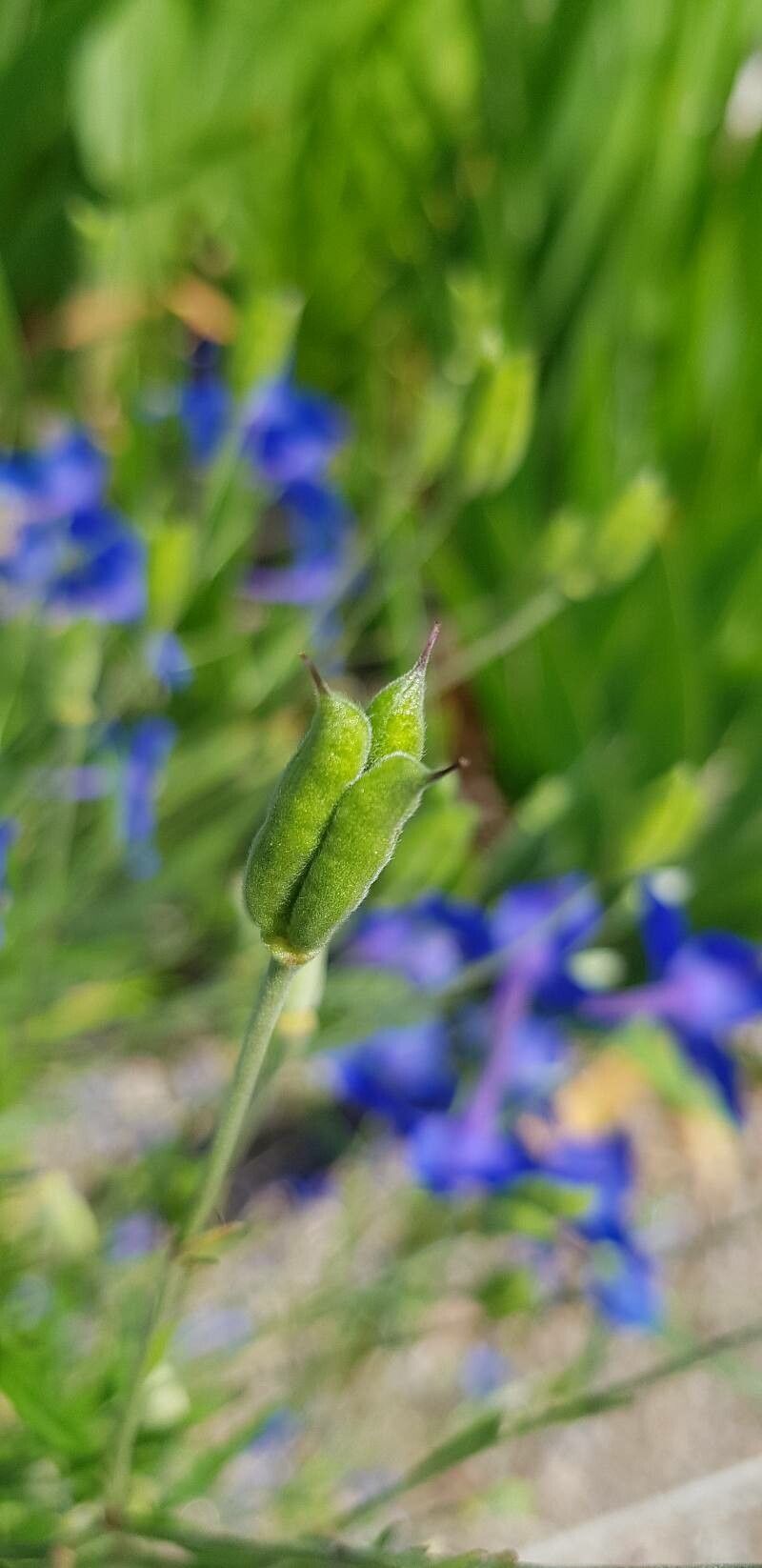 Delphinium likiangense fruit