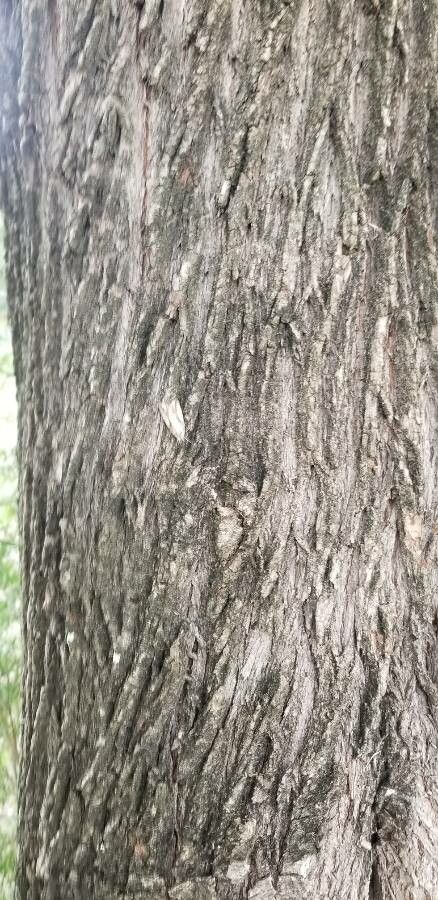 Melaleuca alternifolia bark