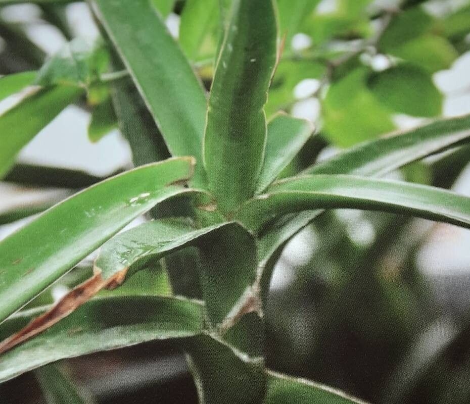 Dracaena bagamoyensis — search result for 'Dracaena'