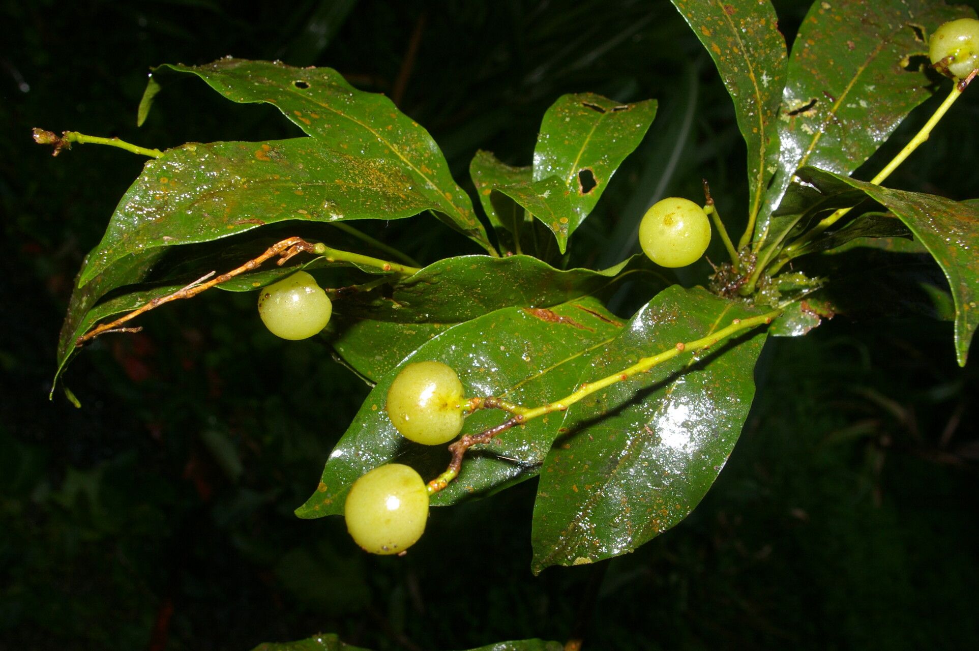 Meliosma idiopoda fruit