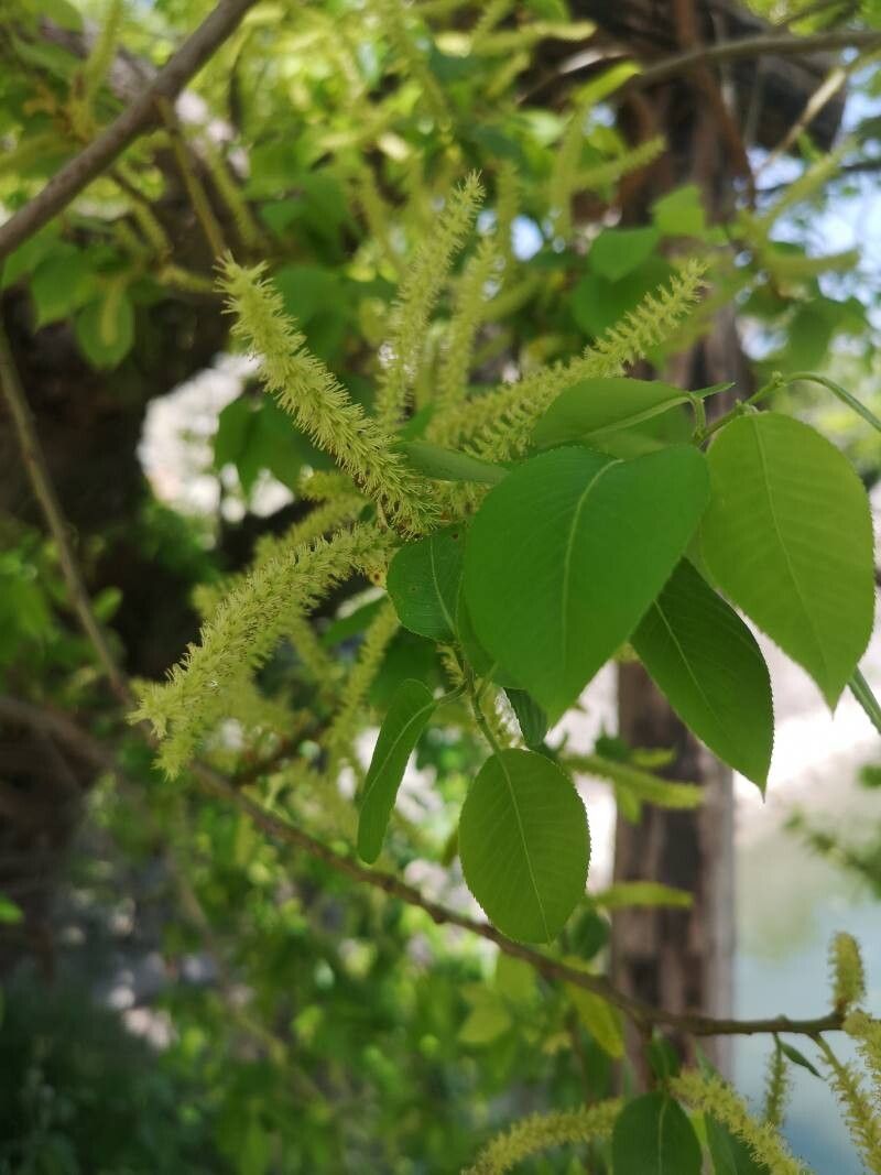 Salix chaenomeloides fruit