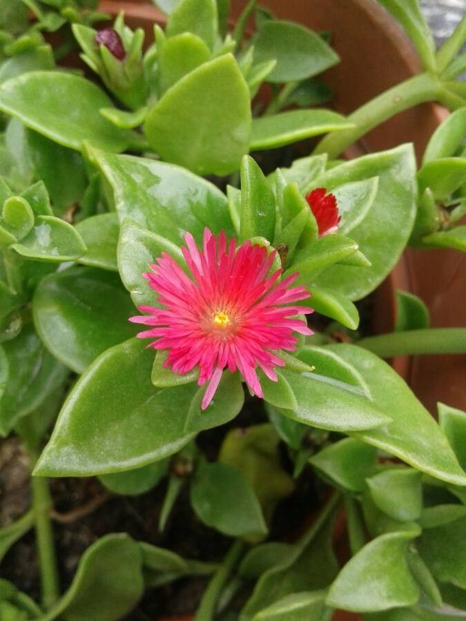 Aptenia cordifolia flower