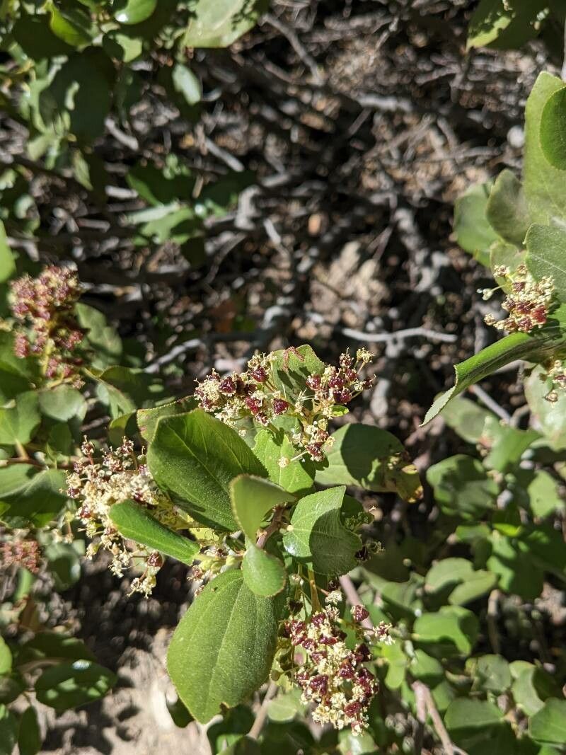 Ceanothus velutinus flower