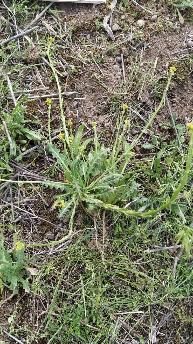 Sisymbrium cavanillesianum — related species from the same genus