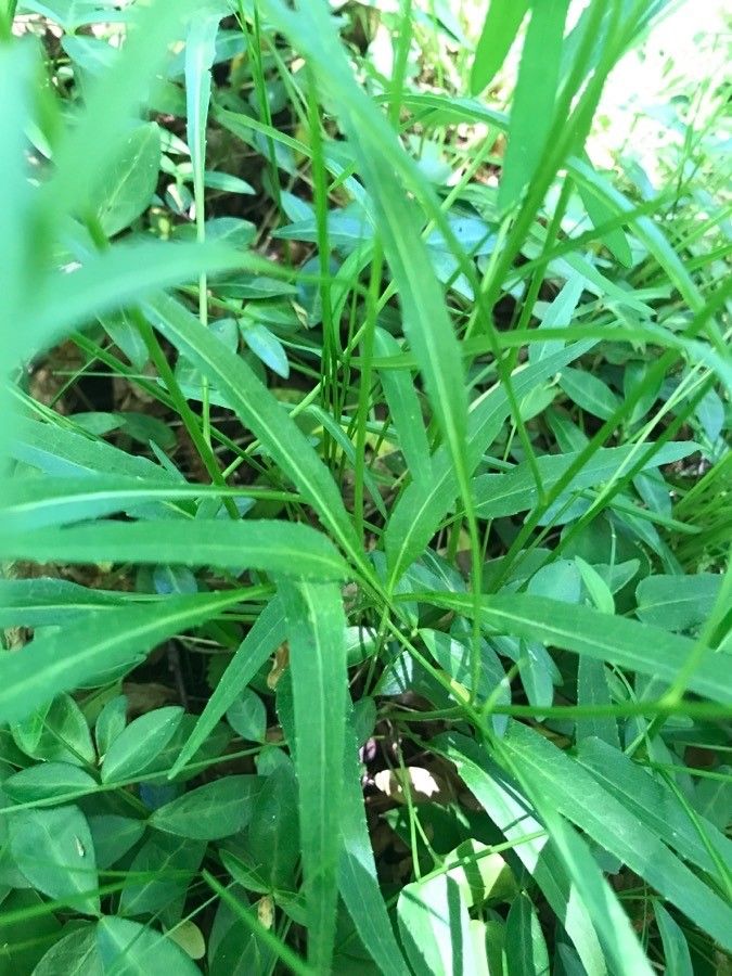 Phyteuma scheuchzeri leaf