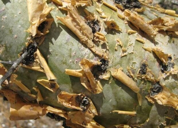 Commiphora merkeri bark