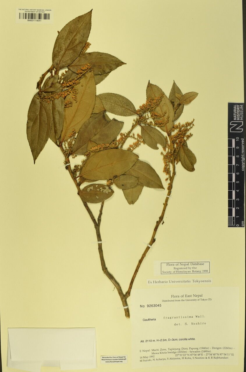 Gaultheria fragrantissima other