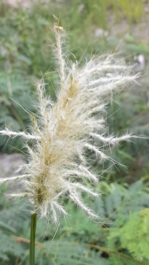 Bothriochloa laguroides flower