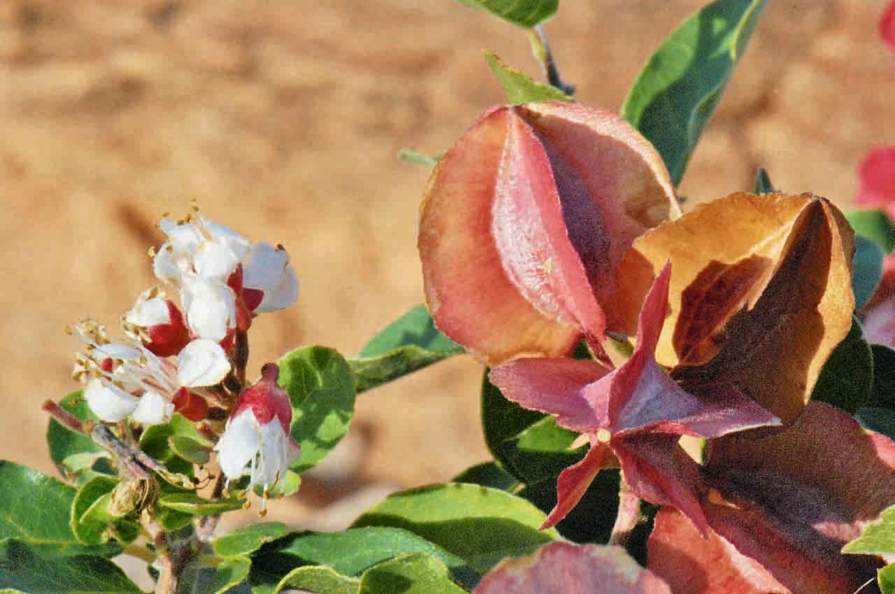 Combretum aculeatum fruit