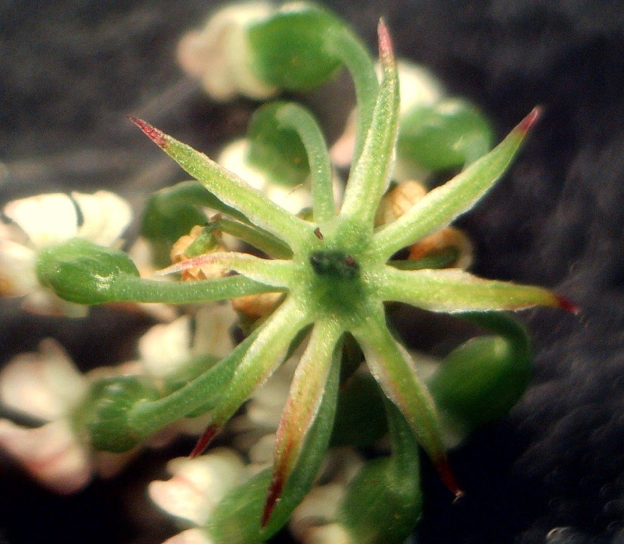 Conopodium subcarneum flower