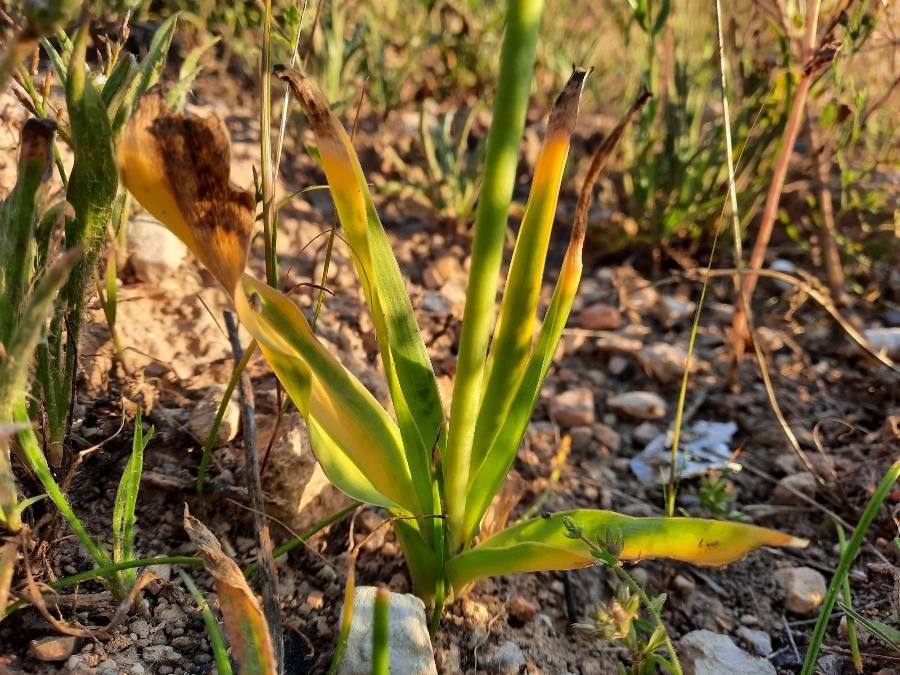 Ornithogalum arabicum — cold hardy houseplant