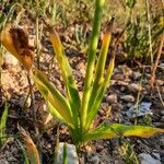 Ornithogalum arabicum