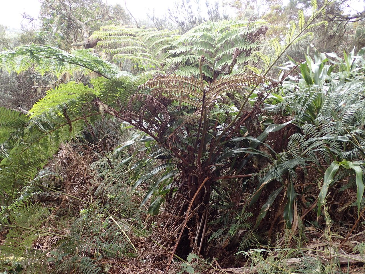 Alsophila celsa habit
