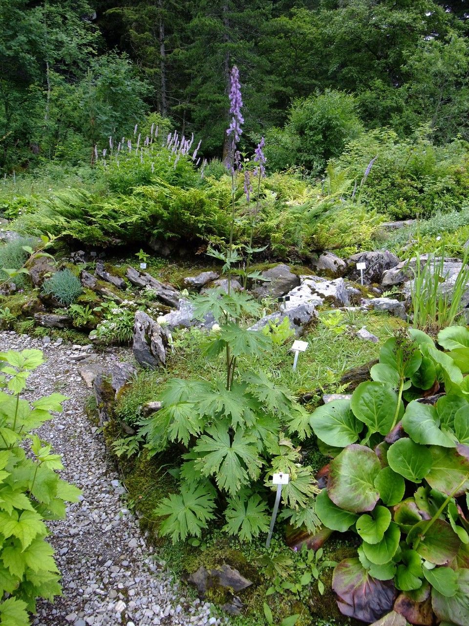 Aconitum leucostomum habit