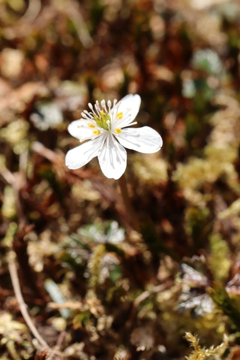 Coptis quinquefolia — related species from the same genus