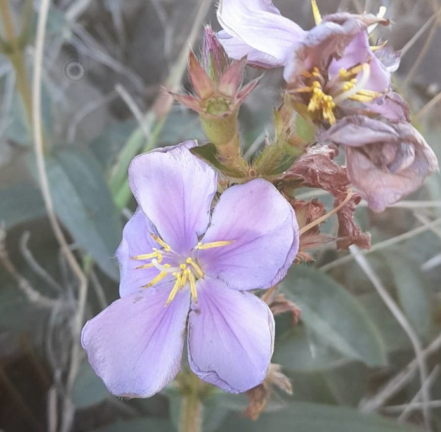 Tibouchina gracilis flower