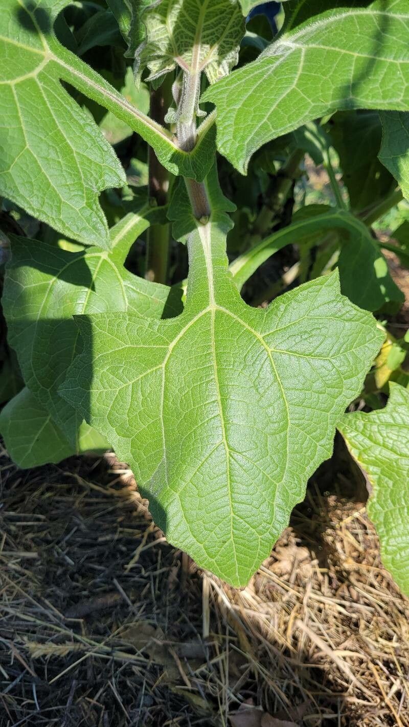 Smallanthus sonchifolius leaf