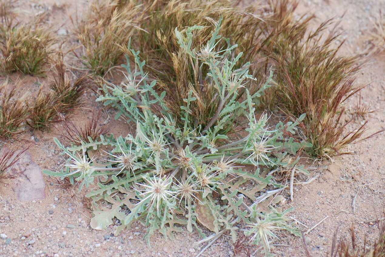 Centaurea pungens habit