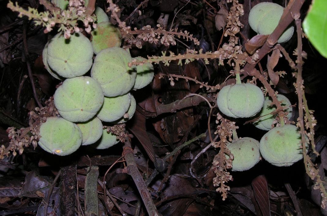 Paullinia ingifolia fruit
