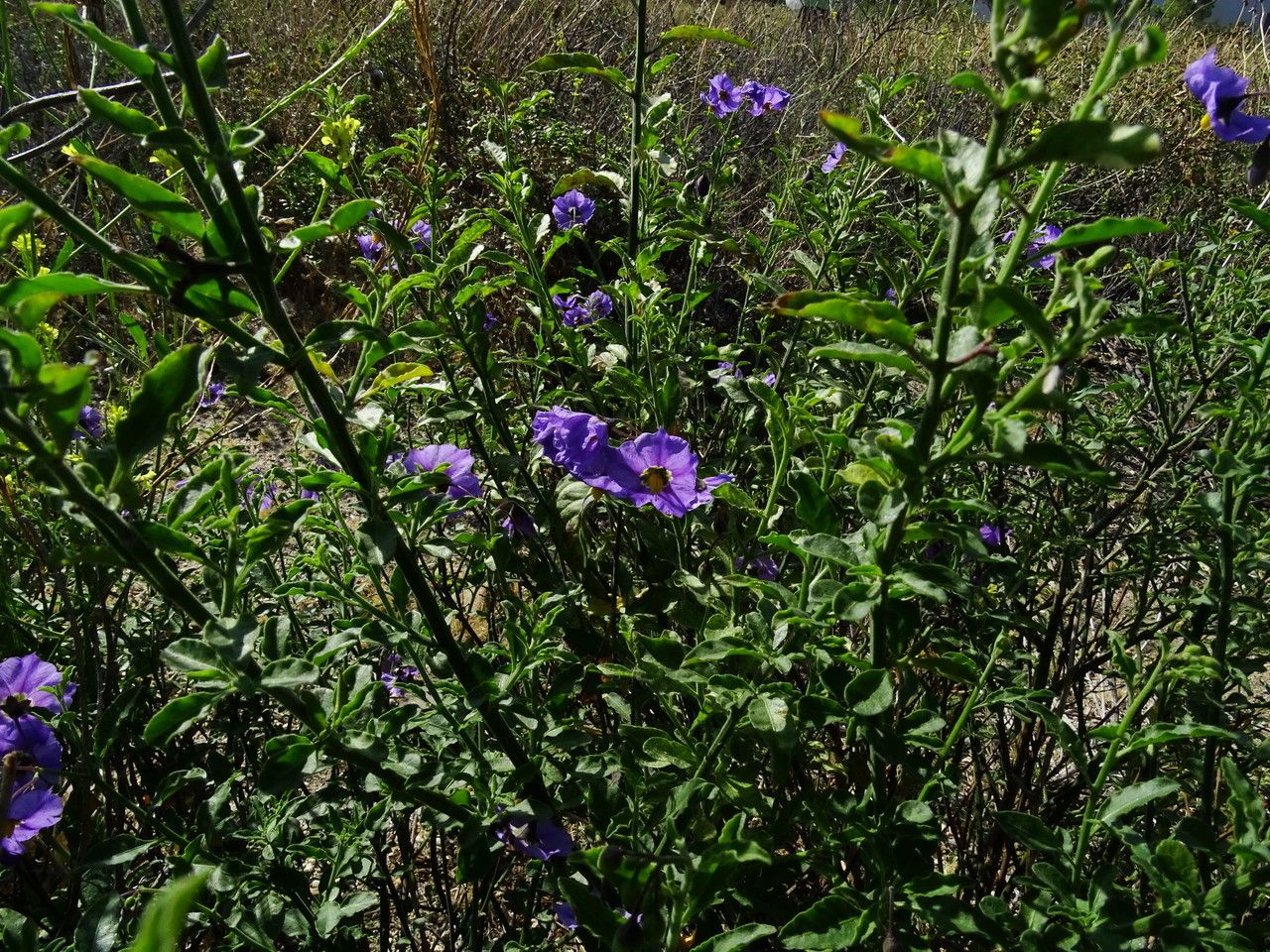 Solanum xanti habit