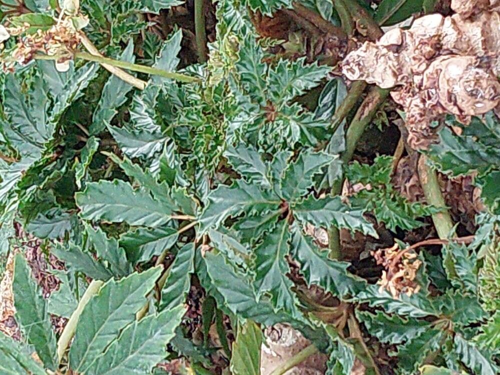 Begonia carolineifolia leaf