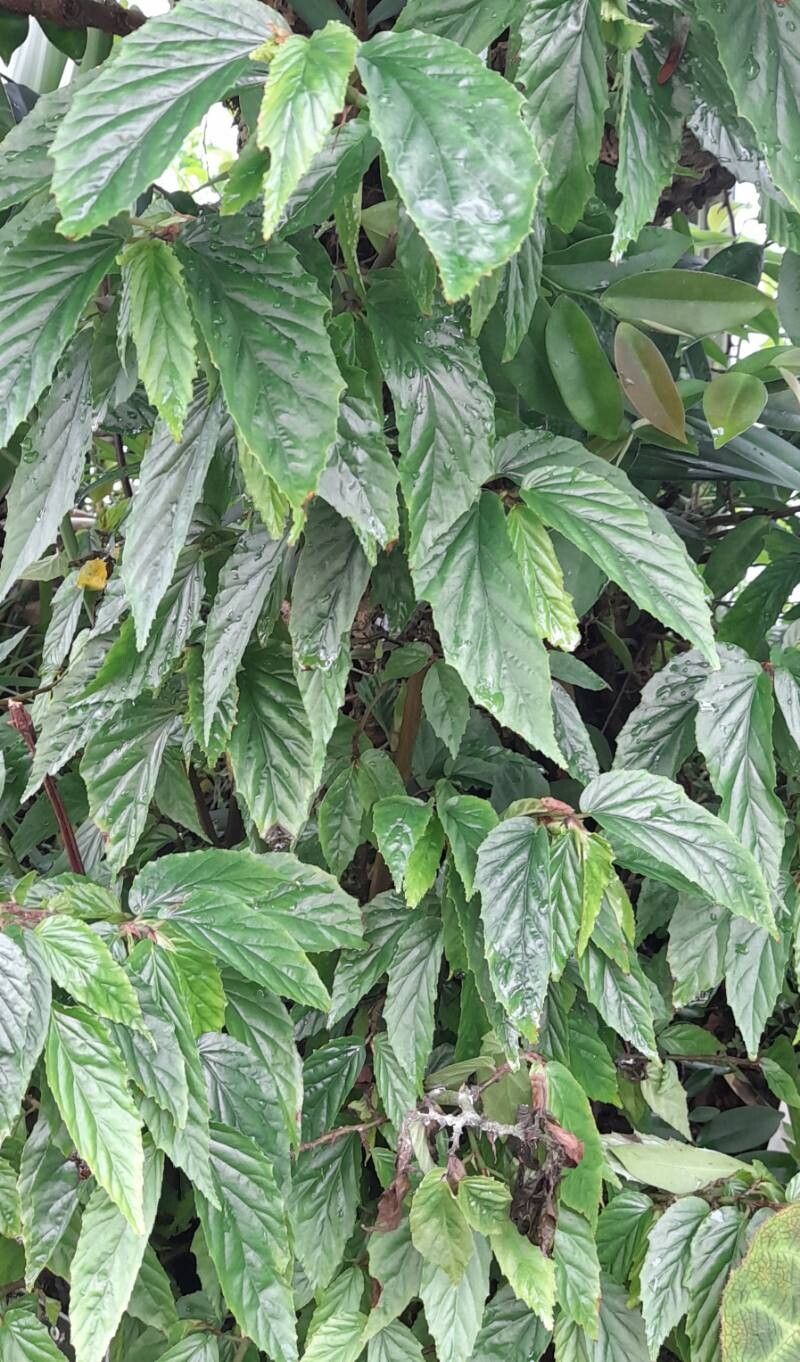 Begonia fuscocaulis habit