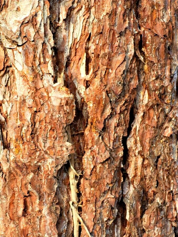 Pinus spp. bark