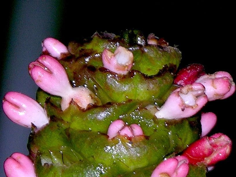 Renealmia costaricensis — search result for 'Renealmia'