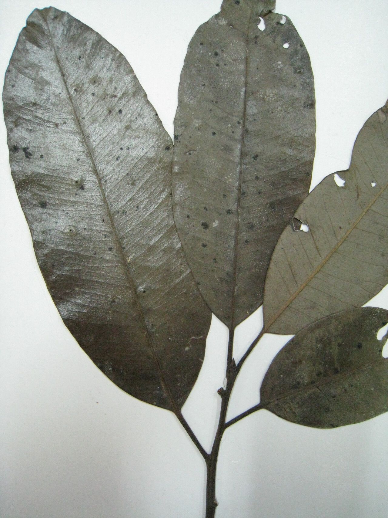 Aspidosperma cruentum other