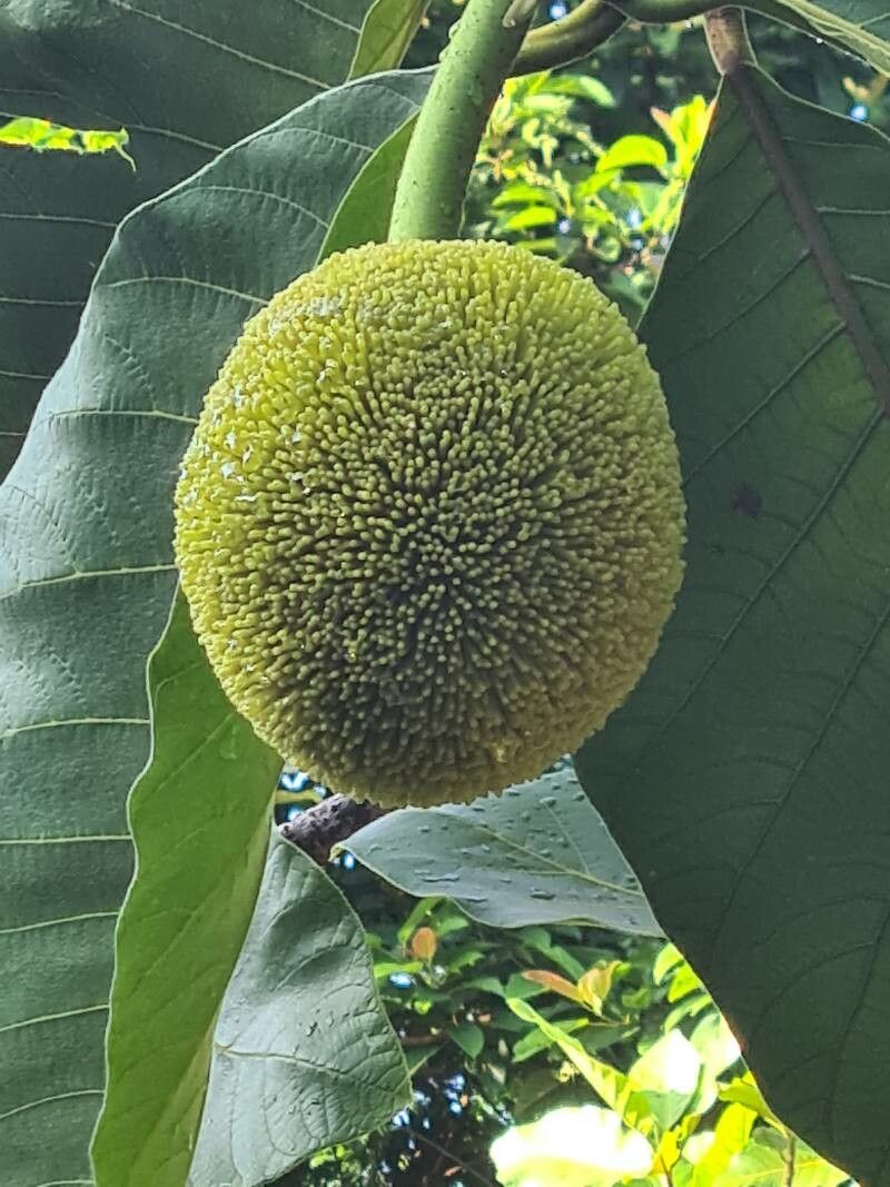 Artocarpus odoratissimus fruit
