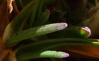 Poa lepidula — search result for 'Poa'