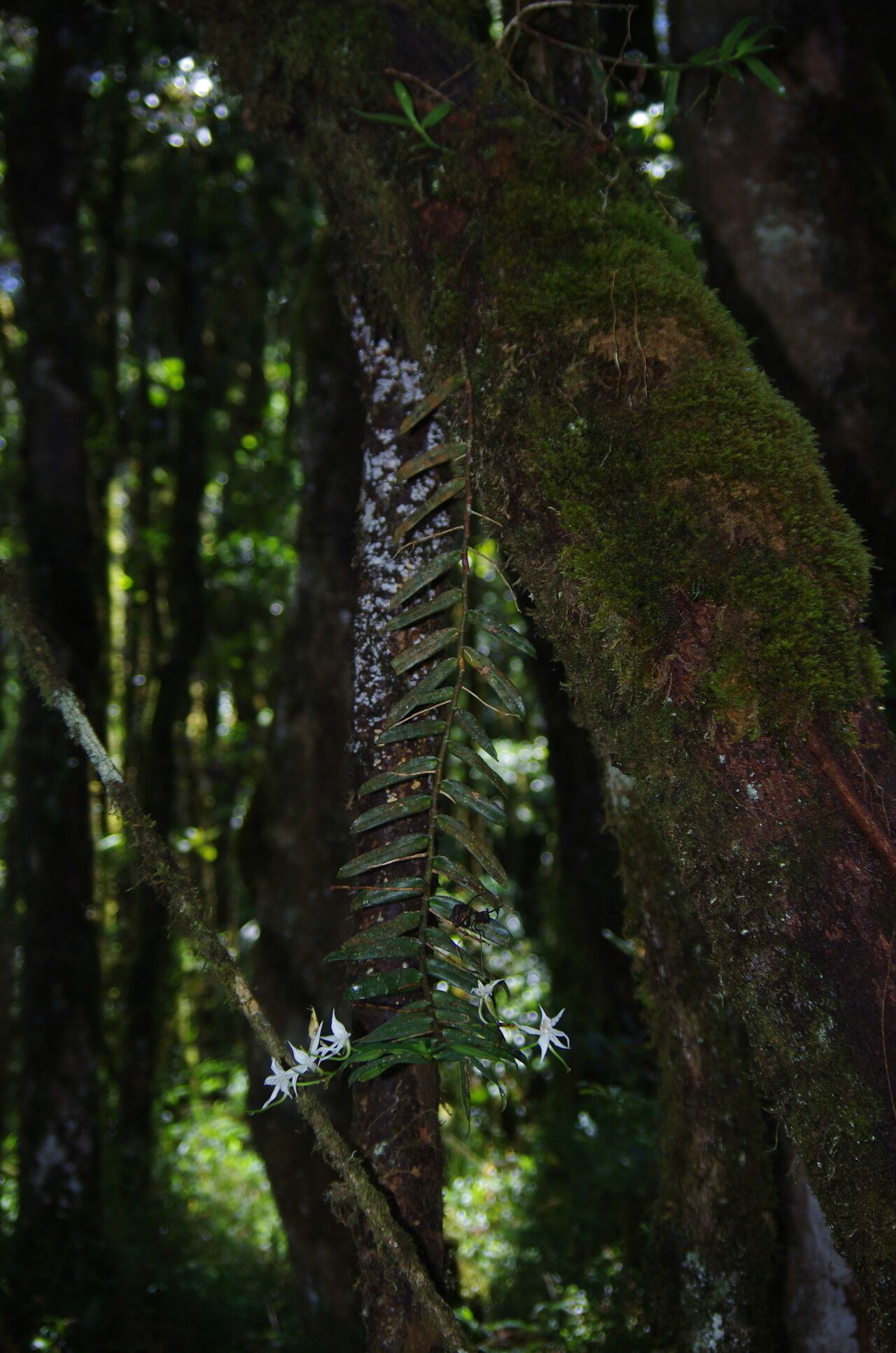 Angraecum dendrobiopsis habit