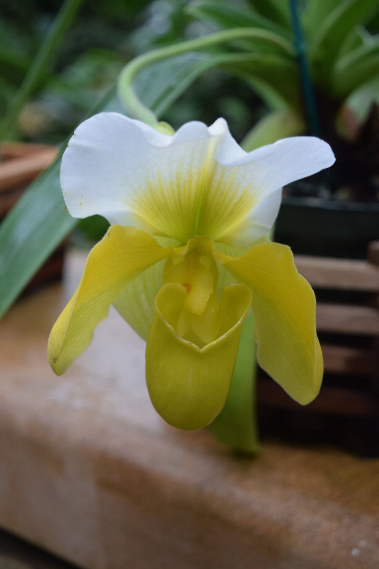 Paphiopedilum barbigerum flower