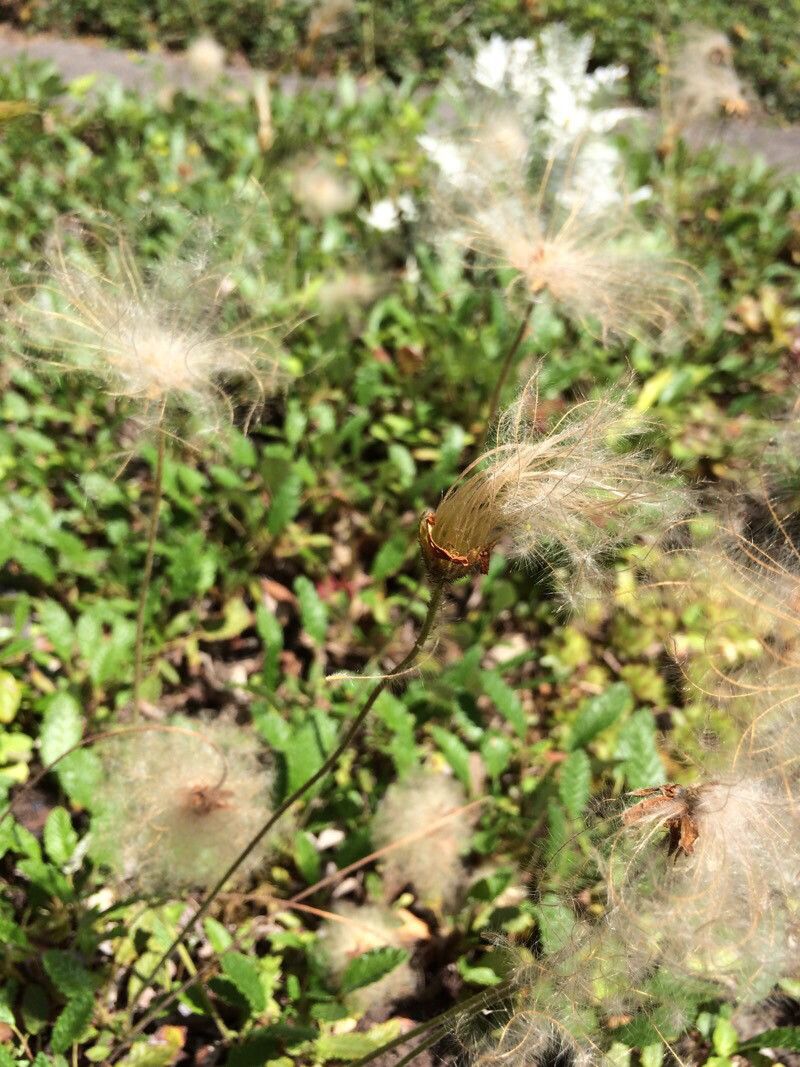Dryas drummondii fruit