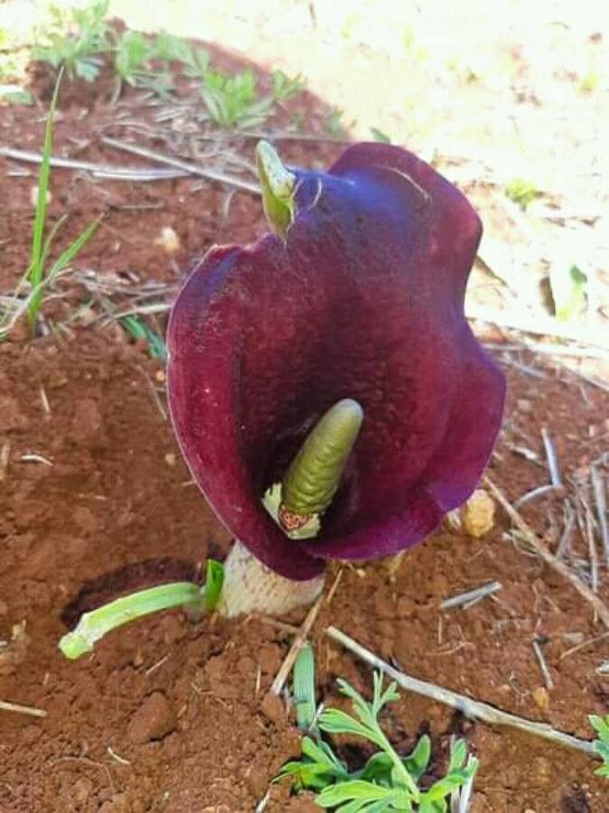 Biarum aleppicum — related species from the same genus