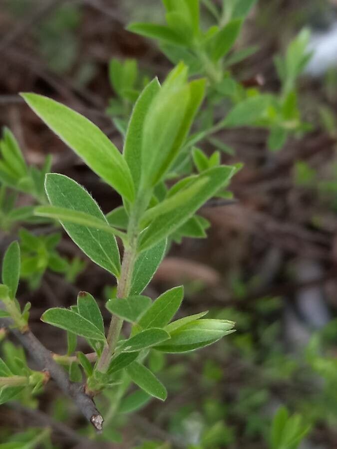 Spiraea thunbergi leaf