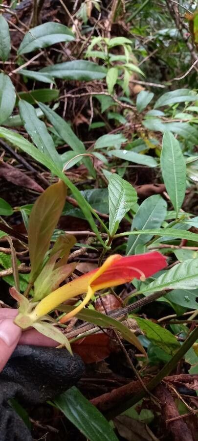 Columnea lepidocaulis flower
