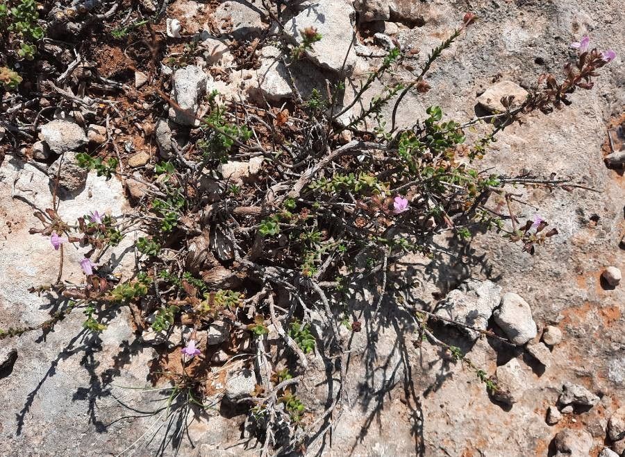 Micromeria marginata habit