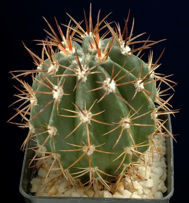 Melocactus deinacanthus habit