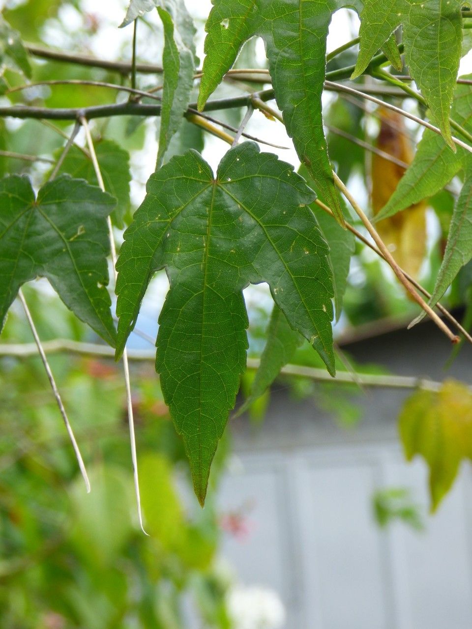 Abutilon striatum — search result for 'Uruguay'