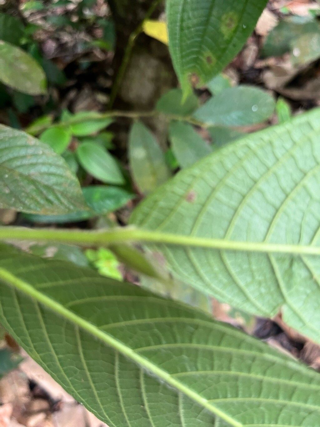 Gironniera nervosa — related species from the same genus