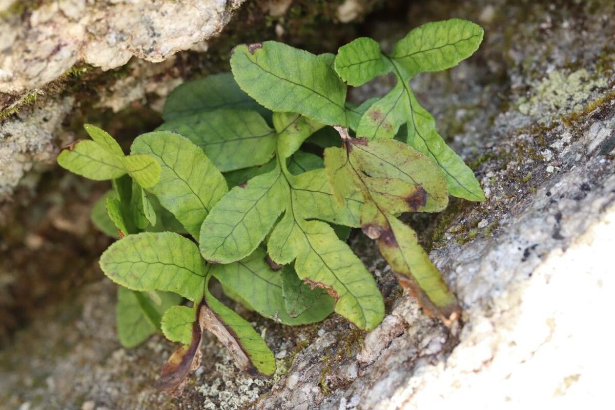 Selliguea veitchii — search result for 'Selliguea'