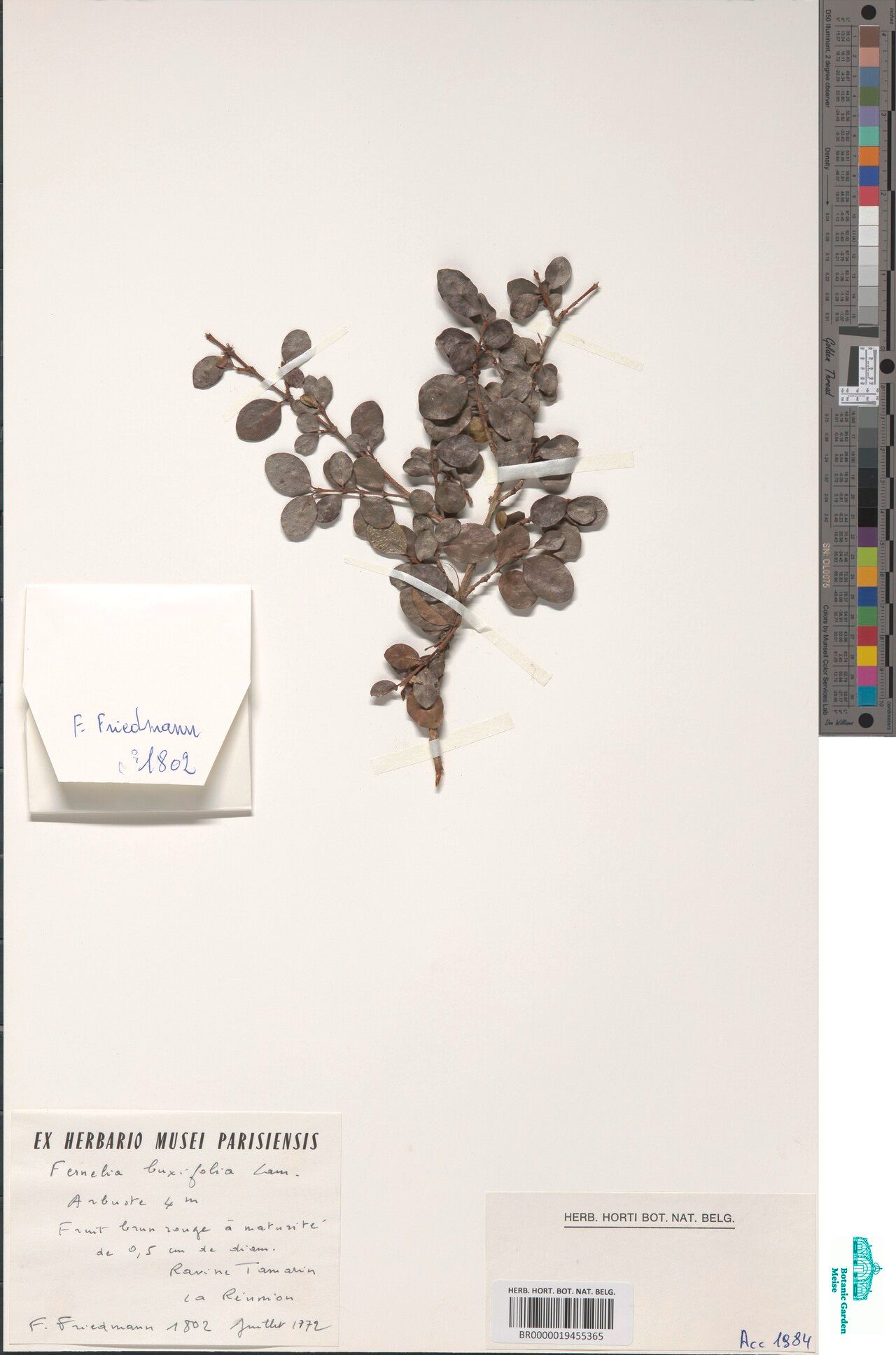 Fernelia obovata — related species from the same genus